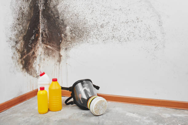 Best Post-Flood Mold Remediation in Gantt, SC