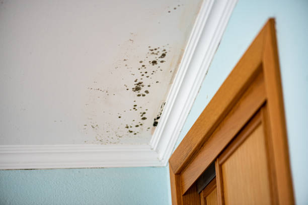 Best Residential Mold Remediation in Gantt, SC