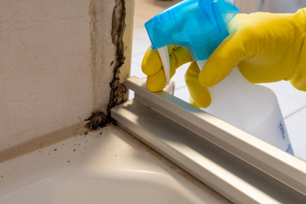 Best Mold Remediation for Specific Building Types in Gantt, SC