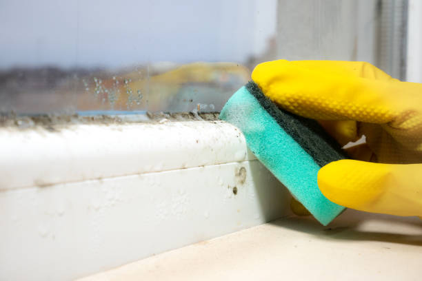 Best Industrial Mold Remediation in Gantt, SC
