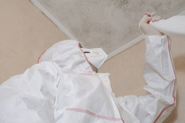 Best Basement Mold Remediation in Gantt, SC