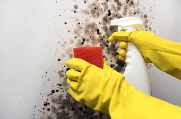 Best Preventive Mold Services in Gantt, SC